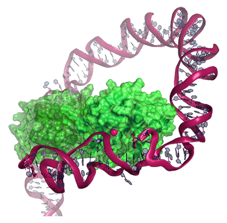 DENARASE_Pymol-1